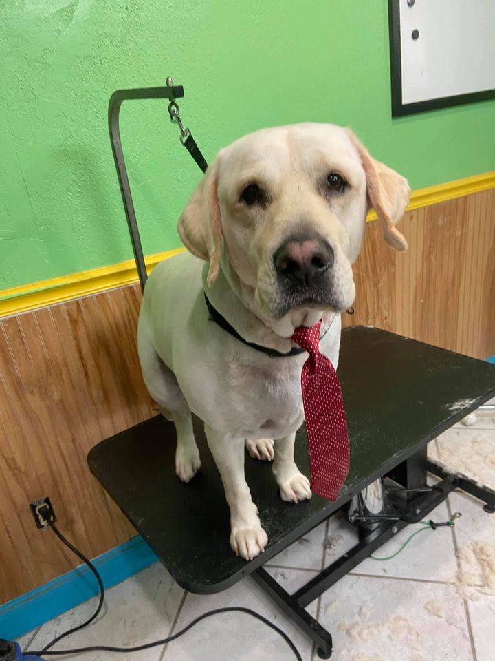 Waggin and Braggin Pet Spa